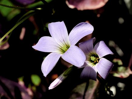 Киселец цвете - грижа в дома за засаждане и развъждане Oxalis на; дом Oxalis - oksalis