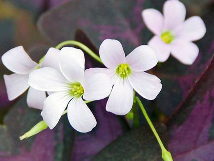 Киселец цвете - грижа в дома за засаждане и развъждане Oxalis на; дом Oxalis - oksalis