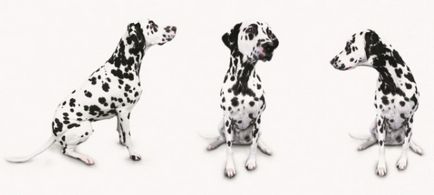 Далматински описание порода куче, природа, условия, мнения на собствениците
