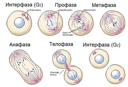 Cell разделяне - studopediya