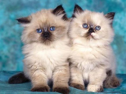 Дългокосмести породи котки списък със снимки, за оформяне - murkote за котки и котки