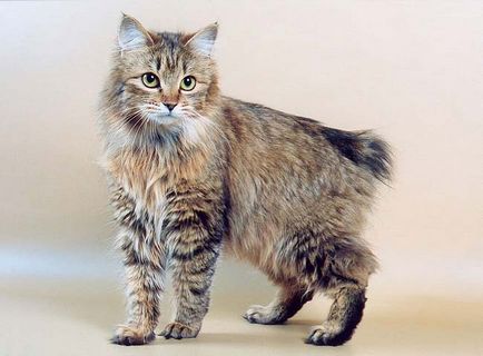 Дългокосмести породи котки списък със снимки, за оформяне - murkote за котки и котки