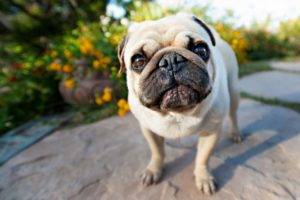 Dogipediya - всичко за кучета - новини, статии, снимки