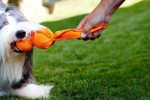 Dogipediya - всичко за кучета - новини, статии, снимки