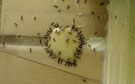 Домакински мравки как да се отървете от народната медицина и лекарства