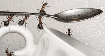 Домакински мравки как да се отървете от народната медицина и лекарства