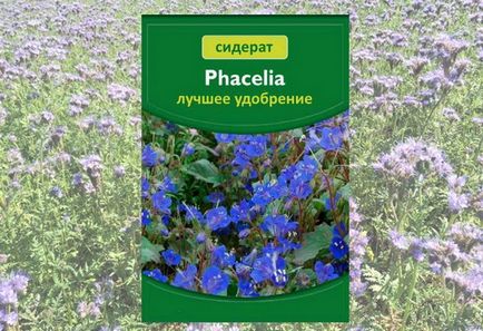 Phacelia като siderate свиня кога и как да се прилага (Phacelia) Phacelia като зелено торене, когато да се засадят и как да се прилагат