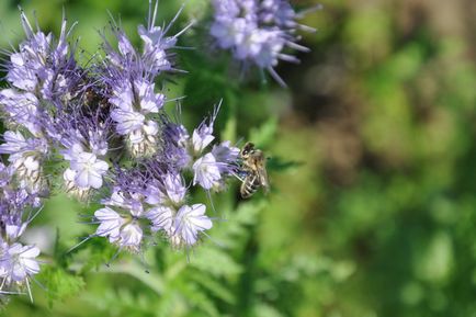 Phacelia като siderate свиня кога и как да се прилага (Phacelia) Phacelia като зелено торене, когато да се засадят и как да се прилагат