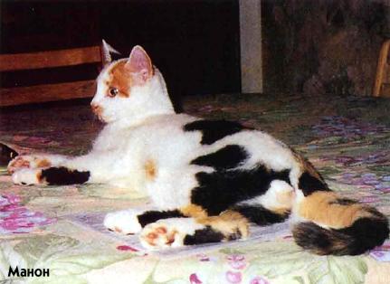 Феномен трикольор котки - мистериозен котка