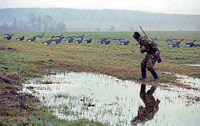 Goose профил със собствените си ръце (Profile) Goose профил със собствените си ръце