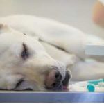 Ход симптоми при лечение на кучета, лекарства, първа помощ, симптоми, ранни признаци, последствия