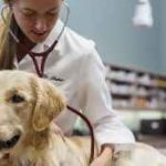 Ход симптоми при лечение на кучета, лекарства, първа помощ, симптоми, ранни признаци, последствия