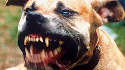 Какво е зло порода кучета в света