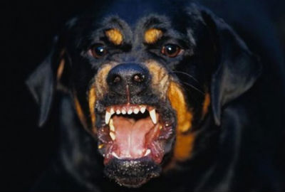 Какво е зло порода кучета в света
