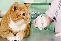 Как инжекции котка - котка мускулно убождане