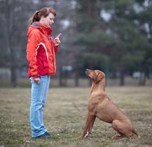 Как да се обучава куче у дома, научи команди правилно възрастен, помияр