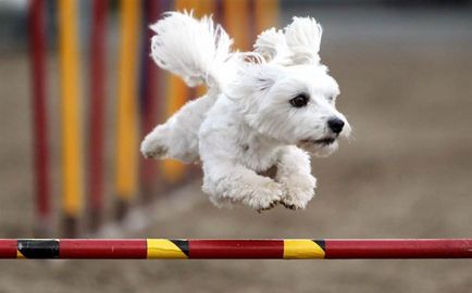 Как да се обучава куче всички команди за кучета - 19-ти април 2016 - здраво куче