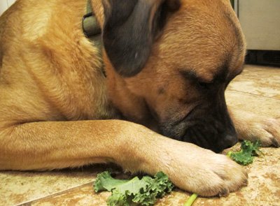 Какви витамини са необходими за кучета