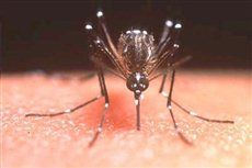 Как да се отървем от ухапване от комар у дома