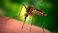 Как да се отървем от ухапване от комар у дома