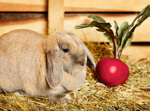 Как да се хранят зайците у дома, съвети за начинаещи