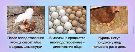 Като пиле определя яйца, пилешки яйца лагер процеса от 