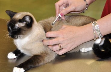 Как да си направим една котка инжекция интрамускулно и подкожно
