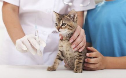 Как да си направим една котка инжекция интрамускулно и подкожно
