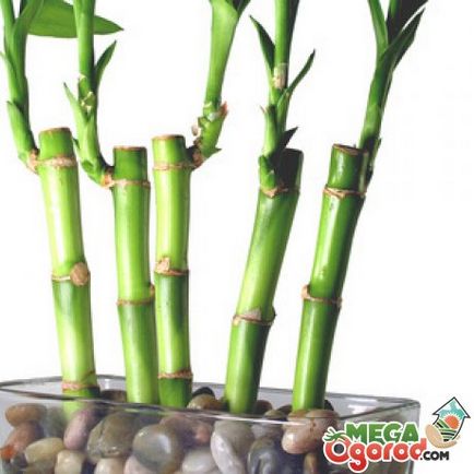 Как да расте бамбук в дома