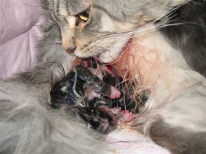 Как да роди една котка за първи път (раждат) Как да роди една котка за първи път