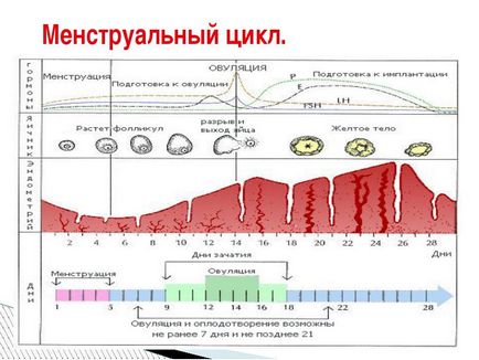 Как да се изчисли месечен цикъл (пример)