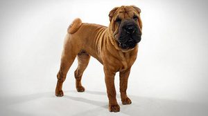 Как да запазим куче Шар-Пей описание порода, характеристики, правила за грижа