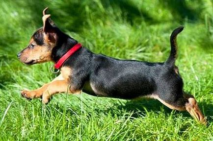 Как да изберем куче яка от бълхи и кърлежи - dogcollar - боеприпаси и аксесоари за кучета
