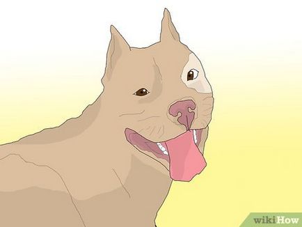 Как да изберем куче