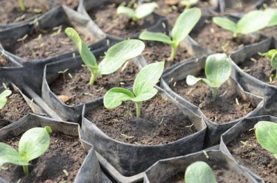 Как да расте разсад на тиквички у дома