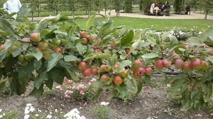 Как да расте едно ябълково дърво от засаждането до прибирането на реколтата