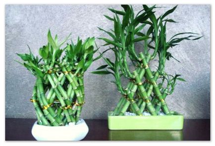 Как да расте бамбук в дома - как да се грижи за способи за отглеждане растения