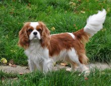 Джудже порода куче снимки с имена и описания