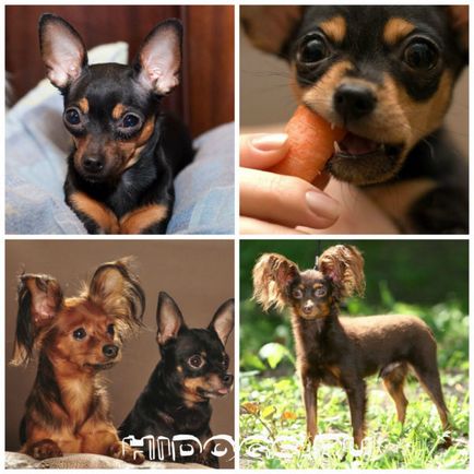 Джудже порода породи кучета топ - джудже с кучета снимки