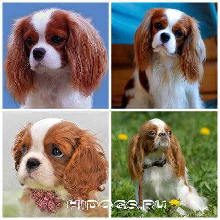 Джудже порода породи кучета топ - джудже с кучета снимки