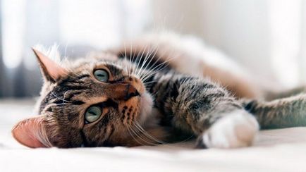 Кастрирането котки, препоръчителната възраст и ефекта от