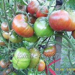 каталог на домати