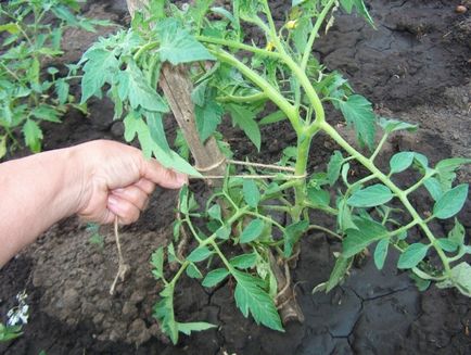При засаждане доматен разсад в открит терен
