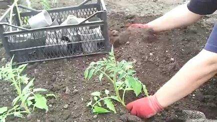 При засаждане доматен разсад в открит терен