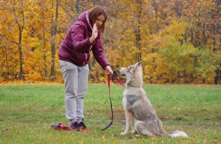 Куче в списъка Команди и как да преподават жестове, за да се представят и обучение