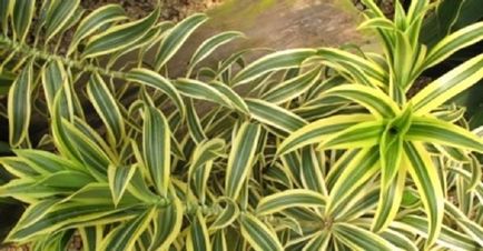 Растение бамбук - особено отглеждането на дома и подходящи грижи
