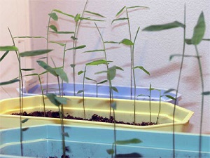 Растение бамбук - особено отглеждането на дома и подходящи грижи