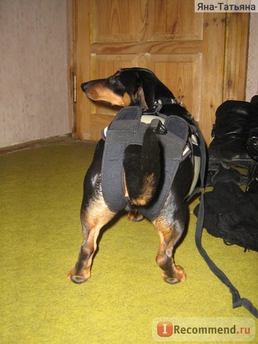 Корсет (скоба) за кучета frakishtak - «корсет frakishtak куче - необходима е, когато