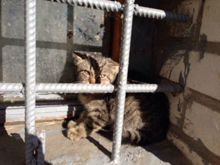 Котки в сутерена - какво да правят - защита на правата на животните в България