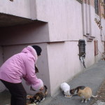Котки в сутерена на жилищна сграда видео инструкции за грижи с ръцете си, как да се привлекат,